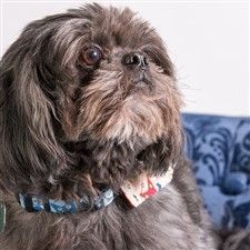 brown Shih Tzu