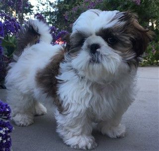 Brindle and White Shih Tzu