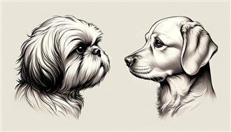 Comparison brachycephalic vs mesocephalic 