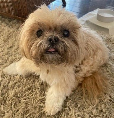 Dustin, oldest living Shih Tzu verified by AllShihTzu
