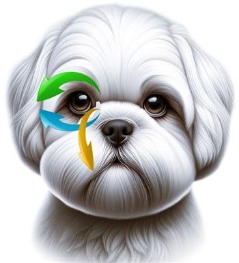How to clean Shih Tzu's face