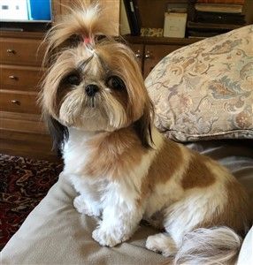 Red and White Shih Tzu
