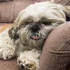 Shih Tzu sleeping funny