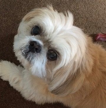 Shih Tzu 20 Years, 2 Months, 19 Days Old