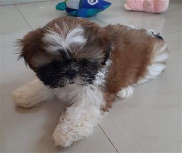 Shih Tzu Black Red White Triple Color