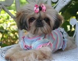Shih Tzu Puppy for Sale, Girl