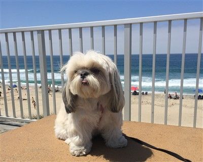 Shih Tzu having fun at a beach