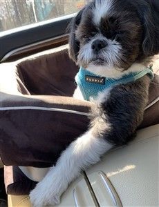 Shih Tzu in blue harness vest in the car