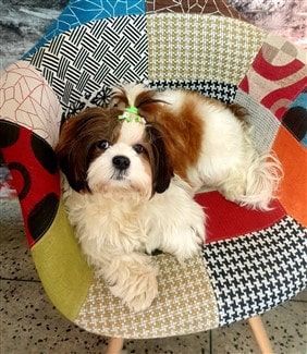 Shih Tzu outside on chair