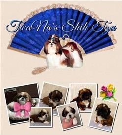 Ohio Shih Tzu breeder