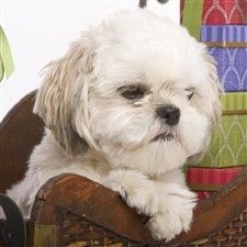 cute white Shih Tzu puppy