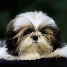 Shih Tzu white and brindle