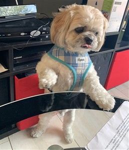 Shih Tzu with Plaid Harness Vest