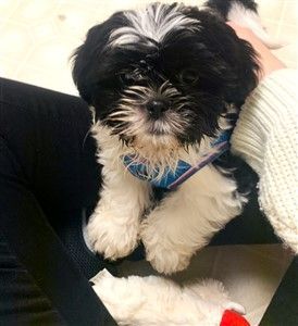 Small Shih Tzu with harness vest