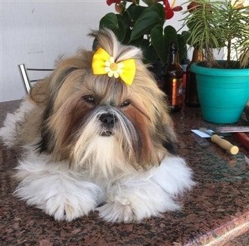 Tri Color Shih Tzu Dog
