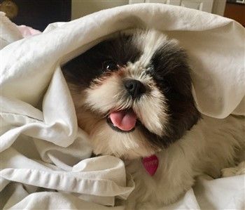 baby shih tzu 