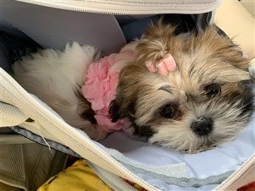Female Shih Tzu, Tri Colored
