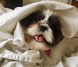 baby shih tzu