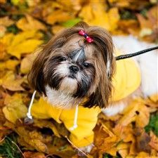 Shih Tzu in autumn leaves