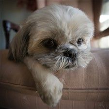 shaved shih tzu