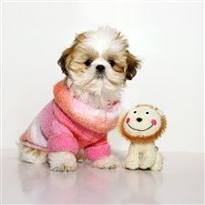 female shih tzu with toy
