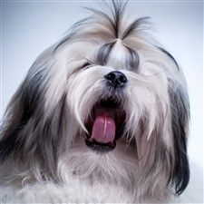 shih tzu yawning