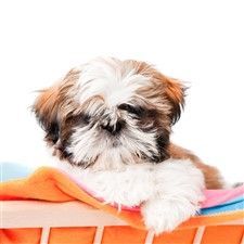shih tzu pup on towel