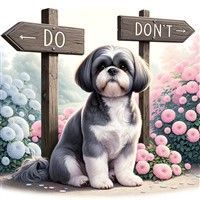 Shih Tzu at signs in road.