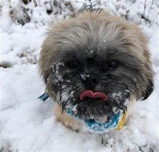 shih tzu having fun in snow