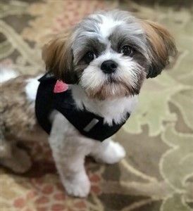 Shih Tzu wearing black harness vest