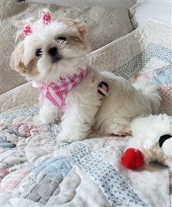 Shih Tzu in pink harness vest
