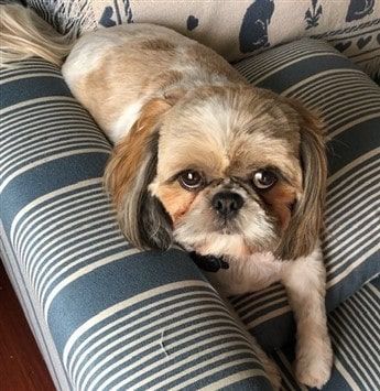 Shih Tzu dog named Lilo