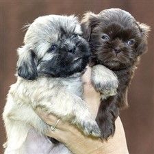 Two Shih Tzu puppies