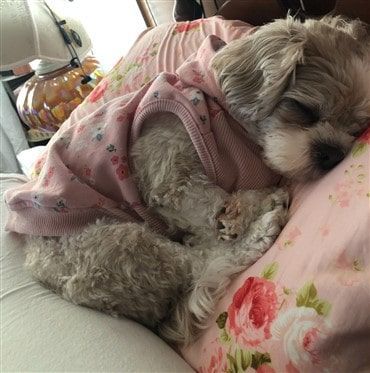Shih Tzu sleeping on owner's bed
