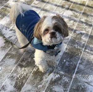 Shih Tzu wearing winter harness vest