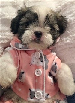 sweet shih tzu pup 