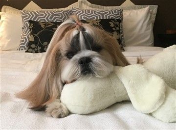 Tri Color Shih Tzu White, Gold, Black