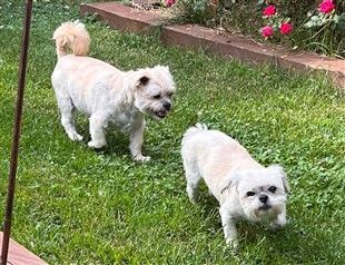 two shih tzu dogs outside