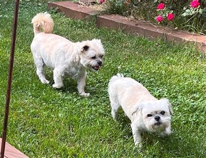 two shih tzu dogs outside