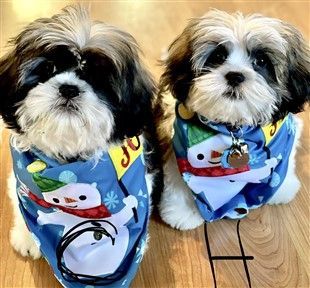 two shih tzu puppies