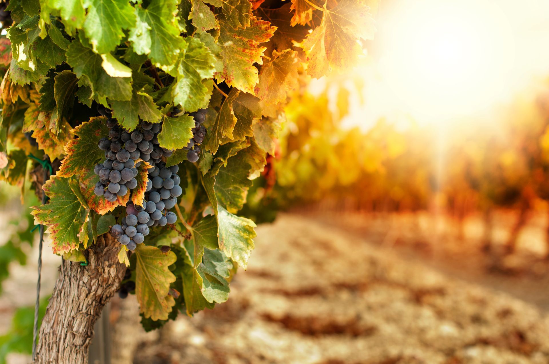 Grapes hanging on a vine in a sunlit vineyard with autumn leaves