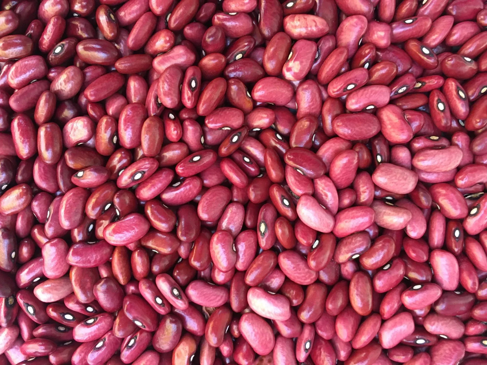 FRIJOL ROJO EN GRANO