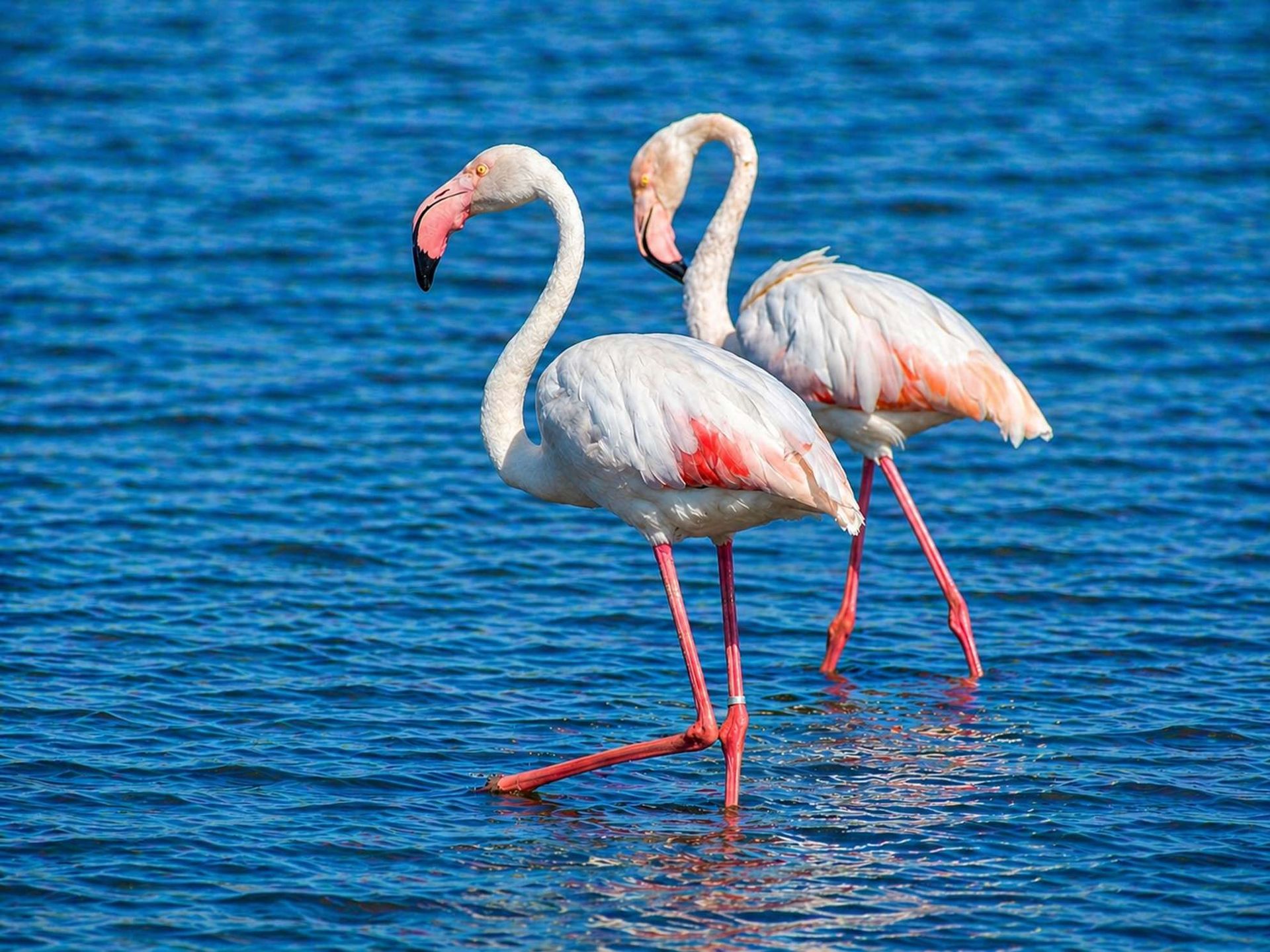 Two pink flamingos wading in shallow blue water