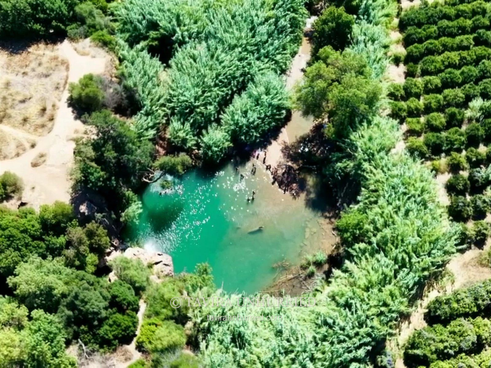 A green natural pool surrounded by vegetation