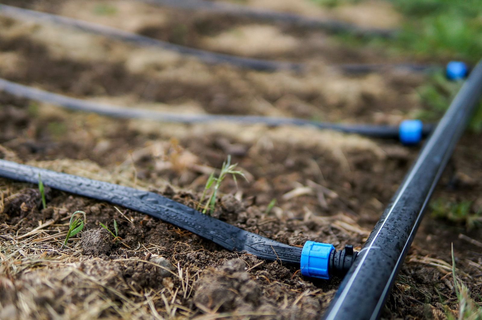 Black drip irrigation tubing watering young green plants in a garden bed