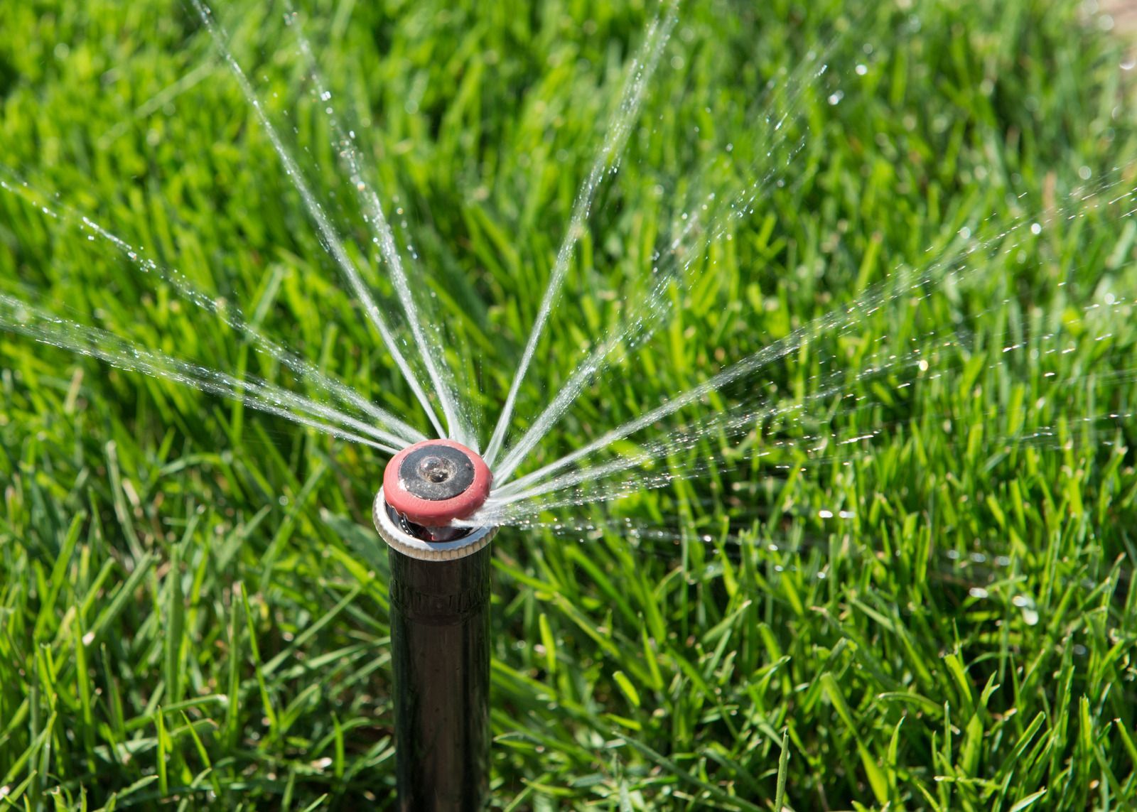 Gardener kneeling on grass, trimming edges with a hand tool in a sunny garden