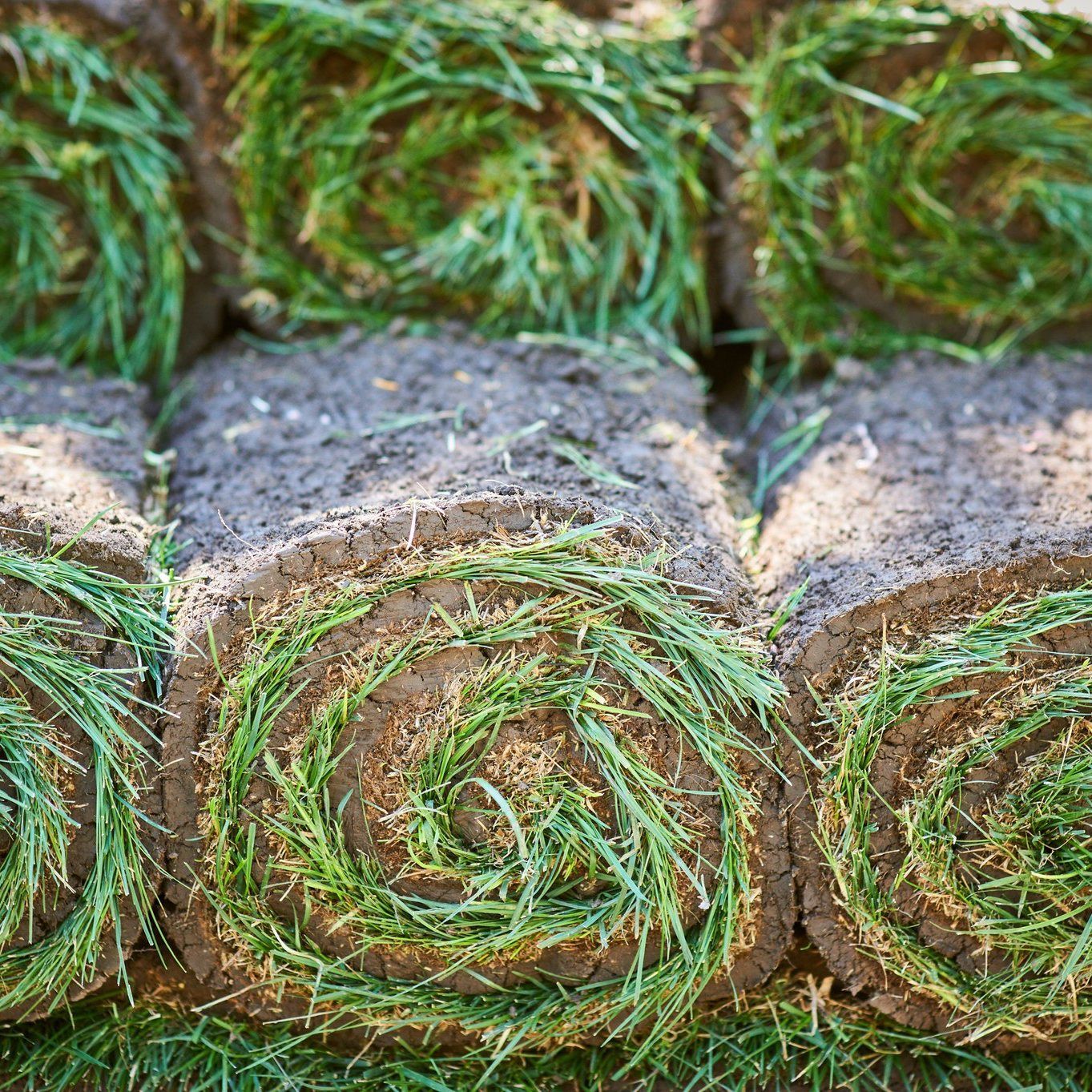 small sod rolls