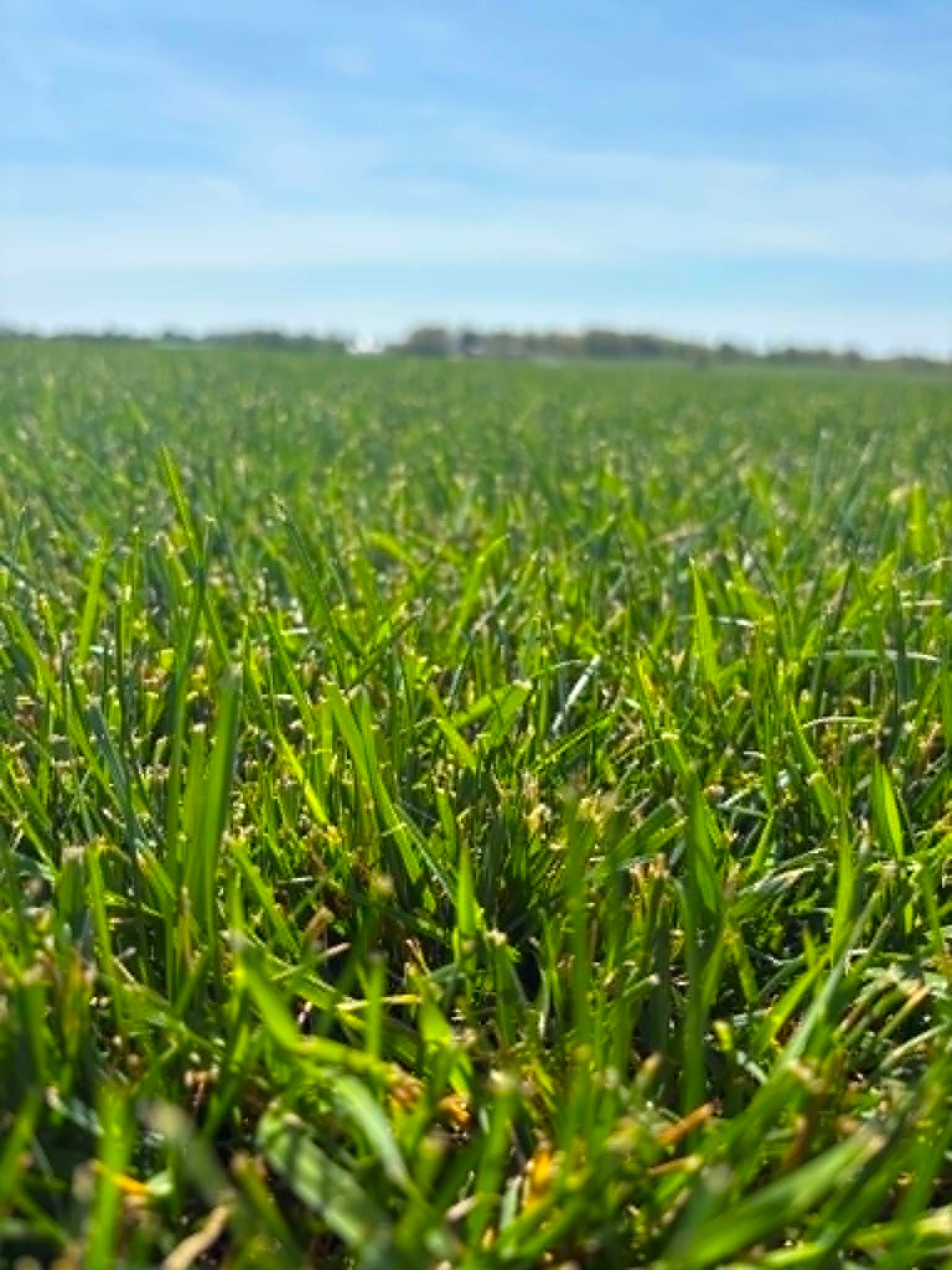 Grass