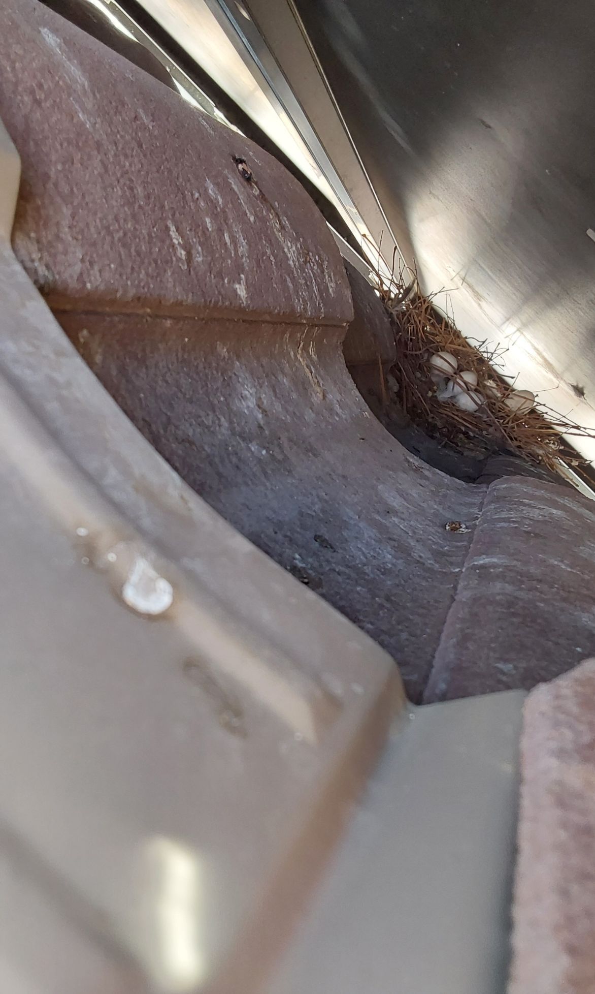Before and after pictures of solar panel pigeon guard  in Henderson, NV