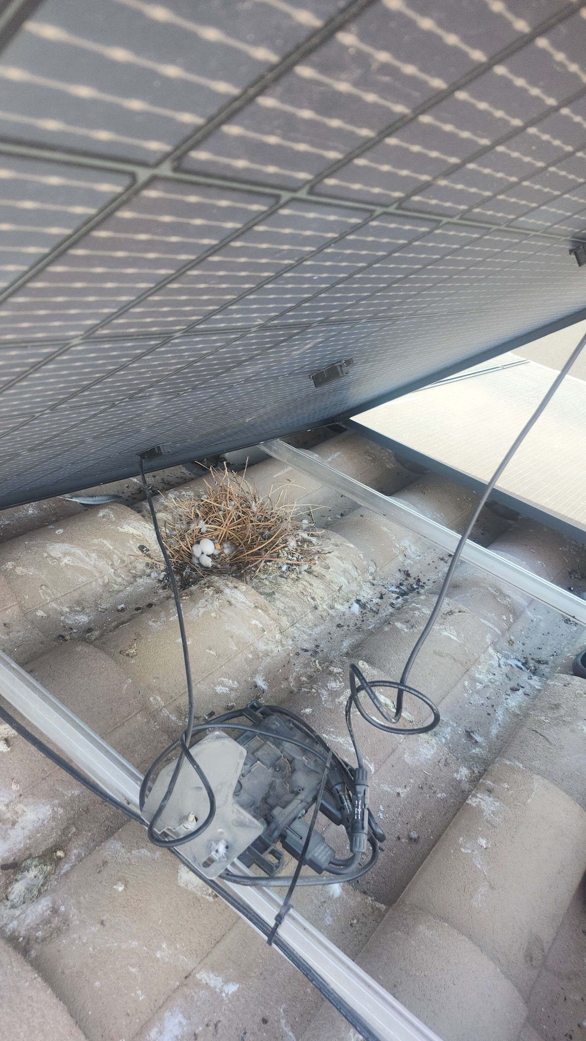 Pigeon nest with egg under solar panel in Las Vegas, NV